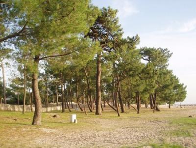 la plage boisée du BETEY fin XXème siècle