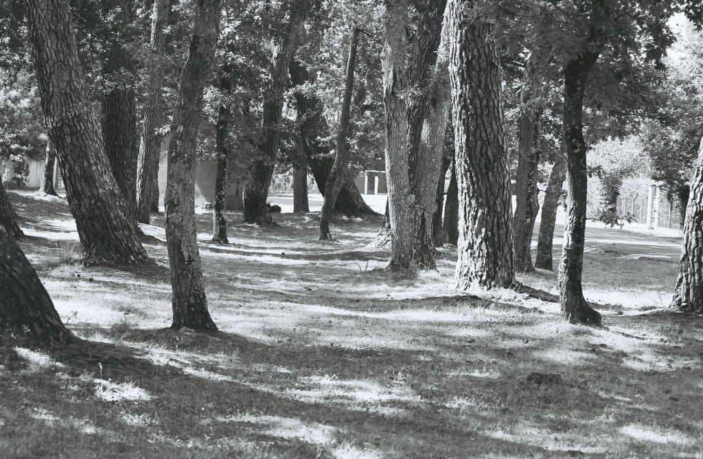 un morceau de forêt landaise 