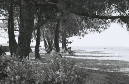 Pins le long du port, plage du Broustey 