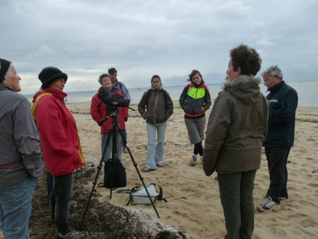 les grands autour de la laisse de mer 