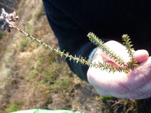 erica tetralix, bruyère caractéristique des zones humides de l'atlantique nord