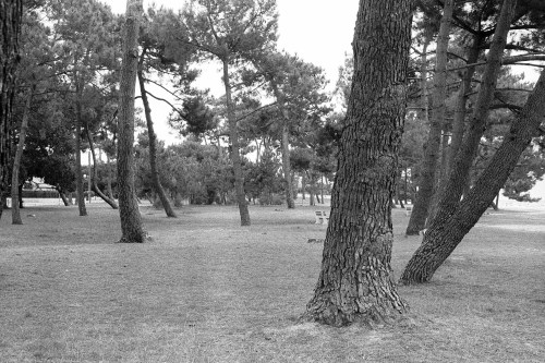 Automne 2013 plage boisée du Bétey 