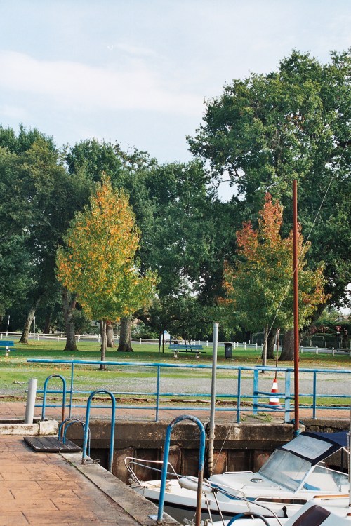 érable et chêne au port du Bétey automne 2013 