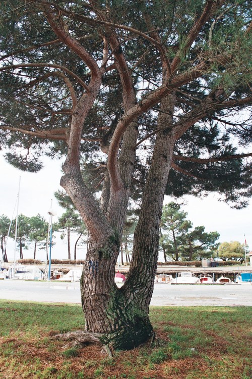 Pin parasol au Bétey,  Andernos-les-bains 33  Un de ceux qui devaient disparaître 