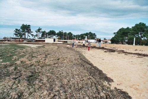 l'été, on enlève la laisse de mer  parce que les touristes pensent que c'est "sale"  ou parce que ce vareck est rentabilisé d'une autre manière ? 