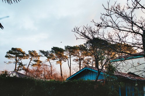 pins avenue du Puit artésien Andernos 