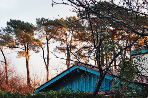 pins du Bétey avenue du puit artésien vu d'un jardin
