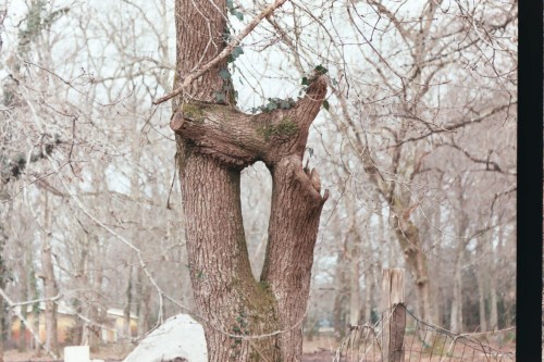 En face du cimetière des Bruyères, on lotit un terrain privé : il reste cet arbre, curieusement embranché 