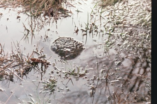 Ponte de grenouille rousse merci à Benjamin Viry de nous l'avoir signalé
