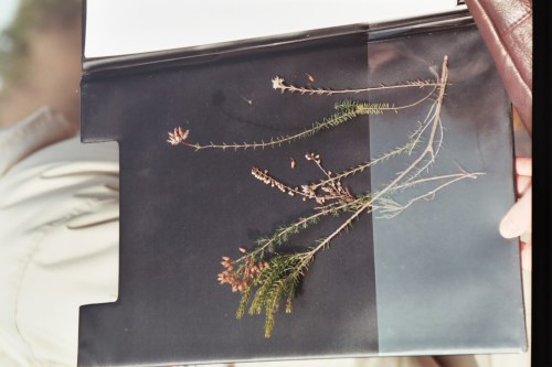 bruyères ciliée et tétralix