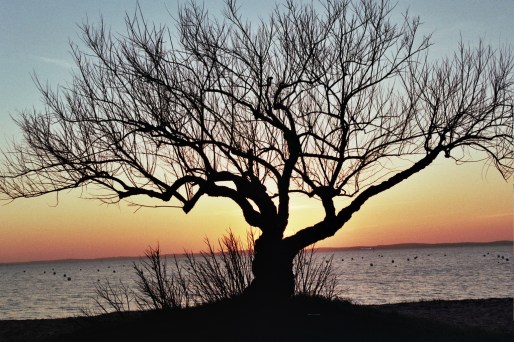 Tarmaris sur la plage du Broustey mars 2015