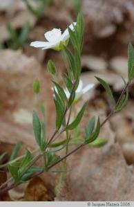 à vous de trouver son nom