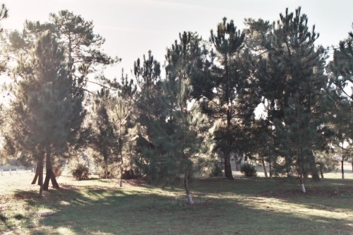 Plage boisée du Bétey avril 2015 