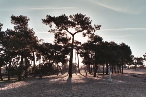 arbre remarquable sur la plage du Bétey mars  2015