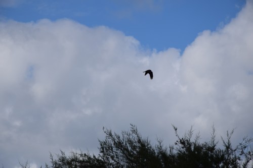 Milan juin 2016 Plage du Broustey Andernos-les-bains