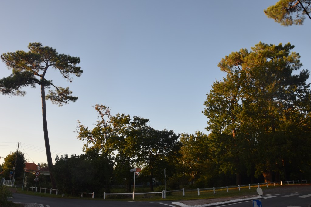 ce grand pin a séché pendant l'hiver 2020; il a été coupé en juin 2020. Sera-t-il remplacé ? bois du Bétey, 