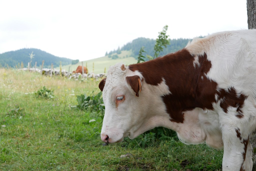 Appel des vivants non humains aux candidats aux&nbsp;législatives